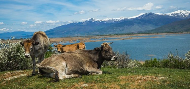 Η Ένωση Εκτροφέων Ελληνικής Βραχυκερατικής Φυλής Βοοειδών για τα ανεπιτήρητα βοοειδή στην Πρέσπα