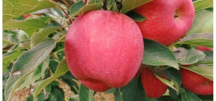 Νέος Αγροτικός Συνεταιρισμός στο Αμύνταιο, με στόχο τη δημιουργία μεταποιητικής μονάδας για όλα τα φρούτα που παράγονται στην περιοχή