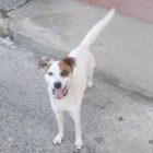 Βρέθηκε σκυλί στην οδό Αιμιλιανού