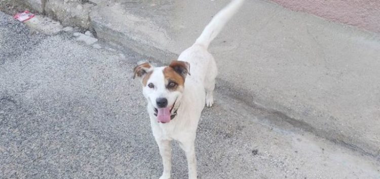 Βρέθηκε σκυλί στην οδό Αιμιλιανού