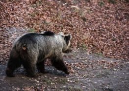 Ξύπνησαν οι αρκούδες στο Κέντρο Προστασίας Αρκούδας στο Νυμφαίο! Ανοικτό και πάλι από αύριο για επισκέψεις