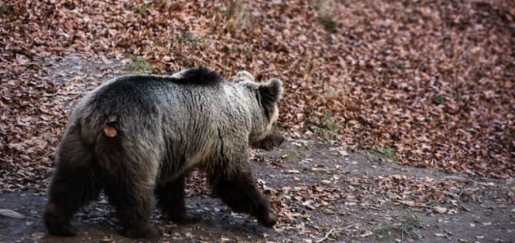 Ξύπνησαν οι αρκούδες στο Κέντρο Προστασίας Αρκούδας στο Νυμφαίο! Ανοικτό και πάλι από αύριο για επισκέψεις