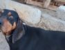 Χάθηκε σκυλί