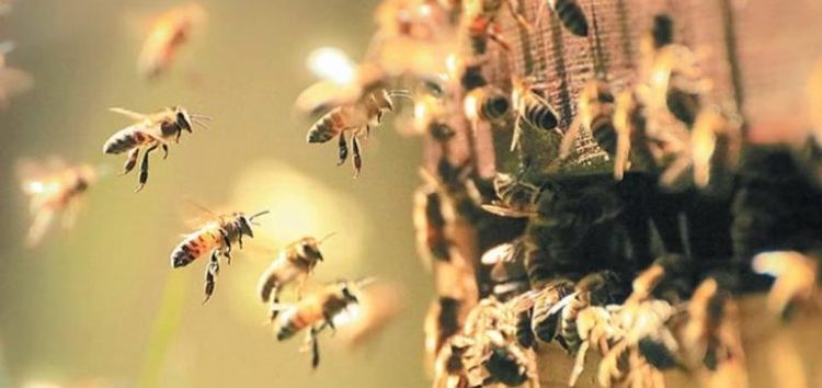 Προστασία των μελισσών από την χρήση γεωργικών φαρμάκων