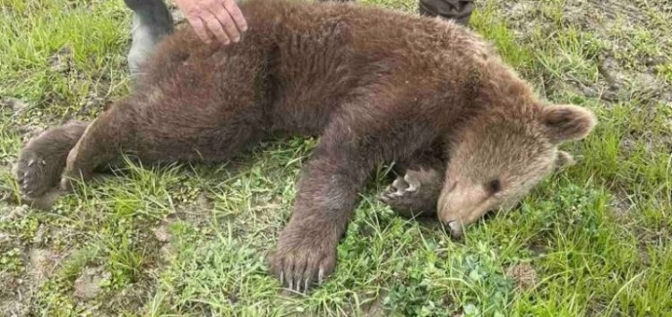 Σε συρμάτινη θηλιά πιάστηκε νεαρό αρκουδάκι στις Πρέσπες