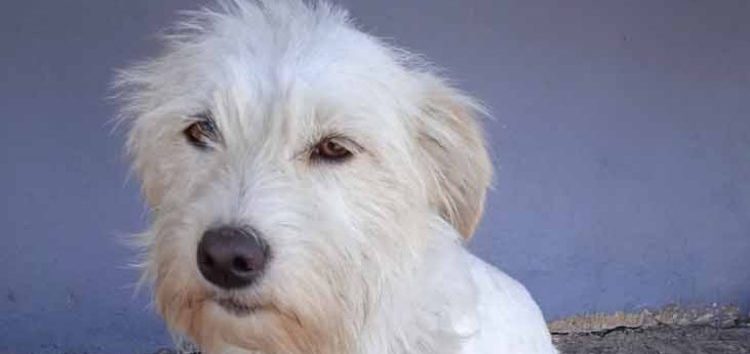 Βρέθηκε σκύλος στο προαύλιο του 1ου ΓΕΛ Φλώρινας