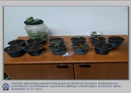 Συνελήφθη 61χρονος σε περιοχή της Φλώρινας για καλλιέργεια δενδρυλλίων κάνναβης και  κατοχή ναρκωτικών ουσιών