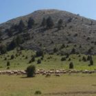 Πραγματοποιήθηκε στη Φλώρινα το 11ο Πανελλήνιο Λιβαδοπονικό Συνέδριο