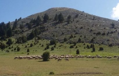 Πραγματοποιήθηκε στη Φλώρινα το 11ο Πανελλήνιο Λιβαδοπονικό Συνέδριο