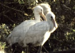 Πρέσπες 1987 – Μικτή αποικία πουλιών (video)