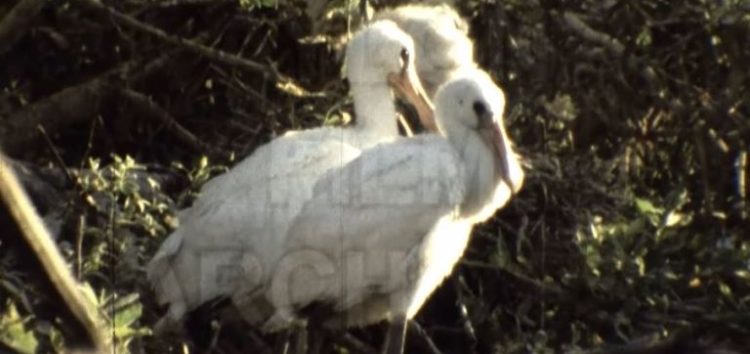 Πρέσπες 1987 – Μικτή αποικία πουλιών (video)