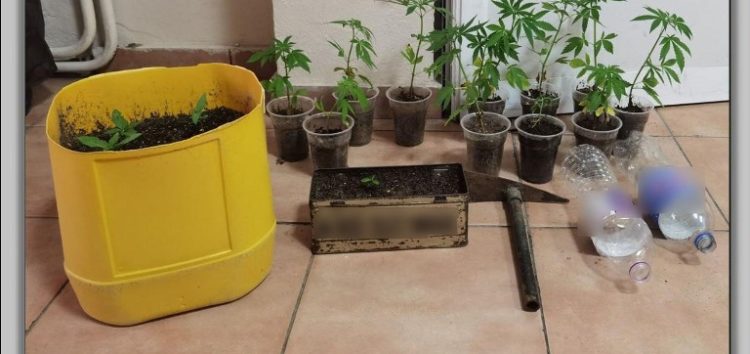 Συνελήφθη 52χρονος για καλλιέργεια δενδρυλλίων κάνναβης, σε περιοχή της Φλώρινας