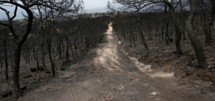 Σκέψεις για τη μελλοντική αντιμετώπιση των δασικών πυρκαγιών