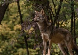 Κοινή ανακοίνωση 16 Περιβαλλοντικών Οργανώσεων για Δελτίο Τύπου της ΕΕ που αφορά την κατάσταση διατήρησης του λύκου στην Ευρώπη