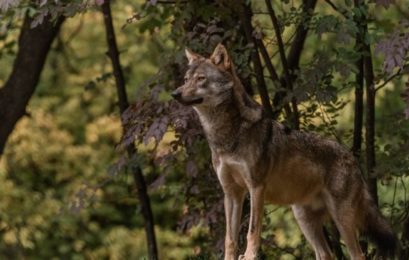 Κοινή ανακοίνωση 16 Περιβαλλοντικών Οργανώσεων για Δελτίο Τύπου της ΕΕ που αφορά την κατάσταση διατήρησης του λύκου στην Ευρώπη