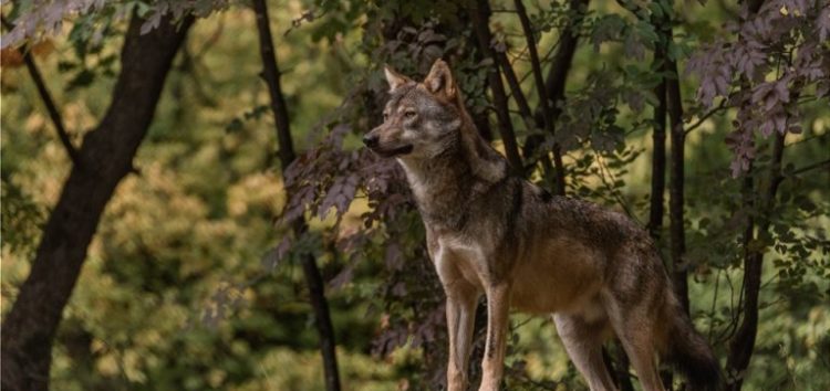 Κοινή ανακοίνωση 16 Περιβαλλοντικών Οργανώσεων για Δελτίο Τύπου της ΕΕ που αφορά την κατάσταση διατήρησης του λύκου στην Ευρώπη