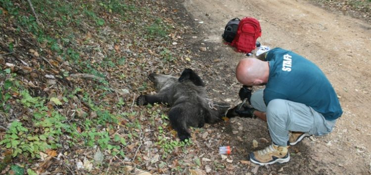 Λαθροκυνηγός σκότωσε αρκουδάκι κοντά στο Ξινό Νερό (pics)