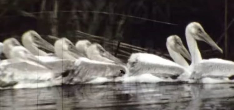 Πρέσπες 1987 – Νεαροί πελεκάνοι στη Βρωμολίμνη Πρεσπών (video)