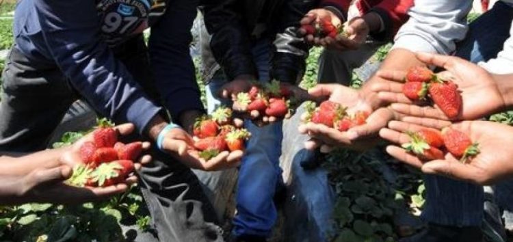 Ζητούνται εργάτες γης για συγκομιδή φράουλας