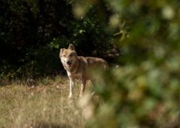 Επιστολή 20 Περιβαλλοντικών Οργανώσεων προς τον Υπουργό Περιβάλλοντος για το καθεστώς προστασίας του λύκου στην Ευρώπη