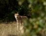 Επιστολή 20 Περιβαλλοντικών Οργανώσεων προς τον Υπουργό Περιβάλλοντος για το καθεστώς προστασίας του λύκου στην Ευρώπη