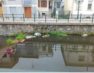 Καταγγελία του Δήμου Φλώρινας για καταστροφή λουλουδιών στον ποταμό Σακουλέβα